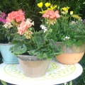 pots-de-fleurs-qui-ne-craignent-pas-le-gel