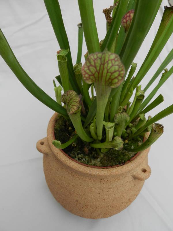 pot à plante