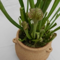 pot à plante